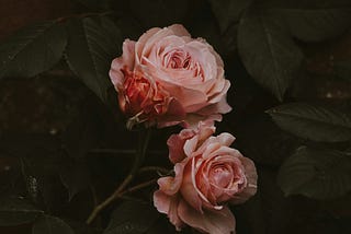 Thorns to Blooms