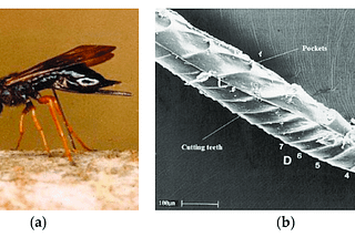 Wood Wasps: Nature’s Ingenious Drilling Techniques