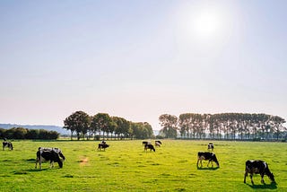 Small herd of cows browsing in a sunlit meadow.