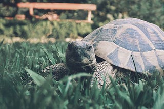 How to take care of a Russain tortoise