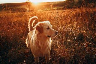 golden retriever dog in a field