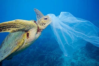 Collateral for Convenience: How Plastic Pollution is Killing Our Oceans