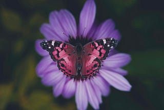 Tender Butterfly