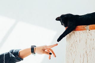 A black cat with its paw extending to touch a human’s index finger