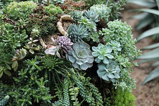 Greening with Ease: A Guide to Sustainable Succulent Gardening