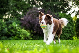Top 5 Practical Dog Training Tips By Experts