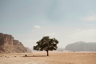 A tree in the desert.