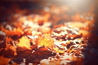 selective focus photography of brown leaves