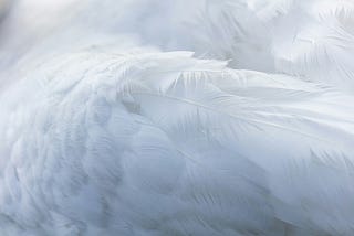 Image of a white swan wing up close.