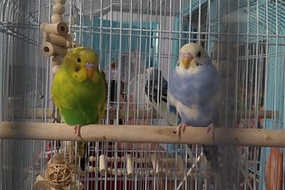 When Birds Get Scared? Understanding Avian Fear Responses