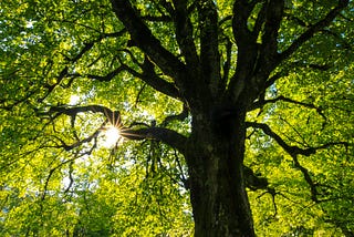 roots