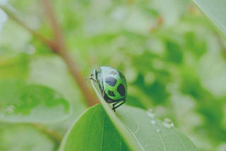 tiny green bug