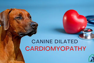 Canine Dilated Cardiomyopathy (DCM): Causes, Symptoms, Diagnosis & Treatment