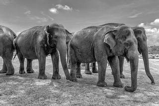 Elephants…