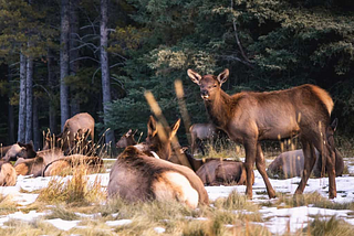 Sights to See in Banff: wildlife spotting