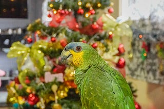 The Christmas With the Talking Parrots