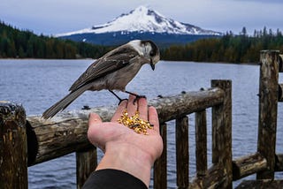 Here is a beautiful scene in nature with snow-capped mountains in the background and a hand extended with seeds, feeding a bird.