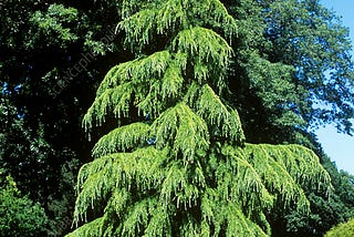 CEDRUS DEODARA — THE HIMALAYAN CEDAR