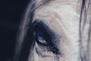 Creepy closeup shot of a horse’s eye. Strands of hair hang behind the eye and from the forehead.