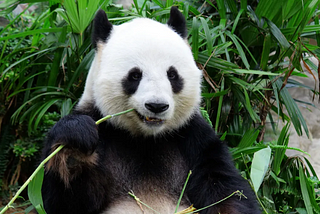 ¿Por qué se ven así los DataFrames de Pandas en un Jupyter Notebook?