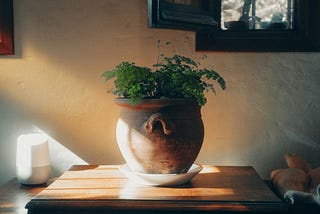 Potted plant on a wooden table, with the light falling on the pot.