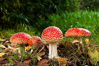 Four bright red mushrooms with white spots.
