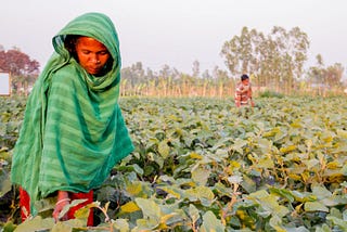 A lady attending to her Brinjal Farm