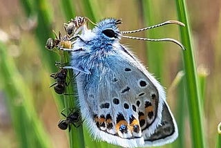 A blue butterfly with brown spots on the edge of its wings
