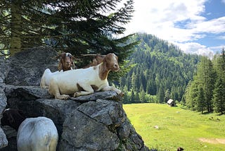 Type narrowing Array.filter() in Typescript using type predicates