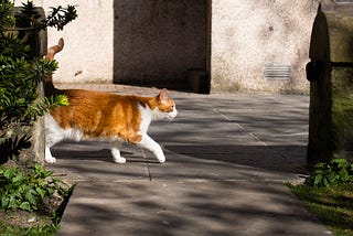 Catoshi’s weekend roundup; It might be hot and sunny but this cat’s always on the move