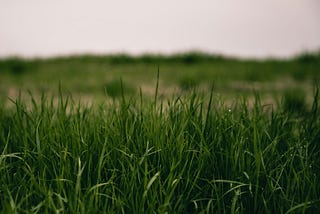 No Mow May In Ontario: Reflection