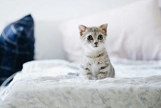 Cat Adoption Guide: Everything You Need to Know for Successful Adoption