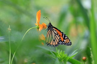 A monarch butterfly perches on an orange flower before an unfocused green background of long grass.