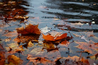 Orange maple leaves floating on a shallow puddle