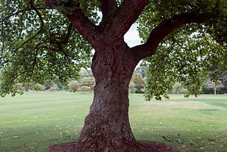 An old oak tree in a park. Green grass and more trees in the background