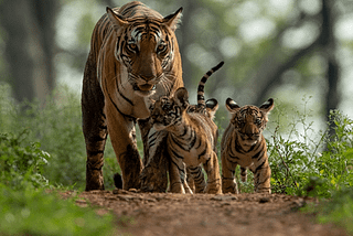 5 MUST VISIT NATIONAL PARKS FOR A WILDLIFE TOUR OF INDIA