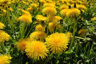 I Am The Dandelion