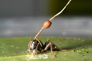 10 Interesting Facts About Ophiocordyceps unilateralis