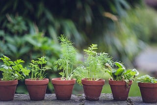 Urban Gardening: Growing Your Own Oasis in the Concrete Jungle