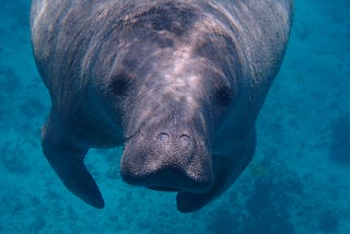 Asian Americans Lose Top Spot to a New Model Manatee