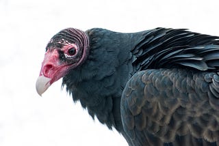 Let’s hear it for the turkey vulture