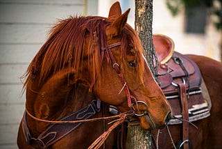 A Bar Walks Into a Horse