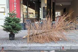 What’s better for the planet, a cut tree or a living Christmas tree?