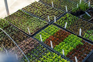 What “Regenerative Travel” Means & Why It Matters for the Caribbean