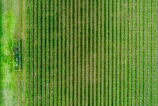 Regenerative Agriculture: Why No-Till?