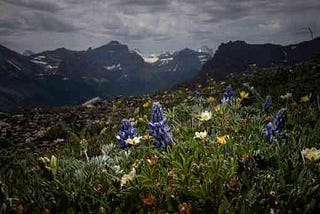 Biodiversity in Glacier National Park's Alpine region