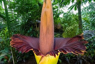 The Corpse Flower–One of Nature’s Smelliest Plants