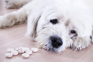 medicine to treat Caring for sick pets.