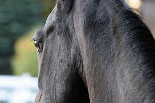 Do You See Things From Your Horses Point Of View?