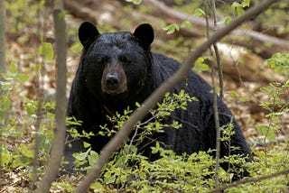 Alone in the Woods, Waiting for a Vision (and Watching for Bears)